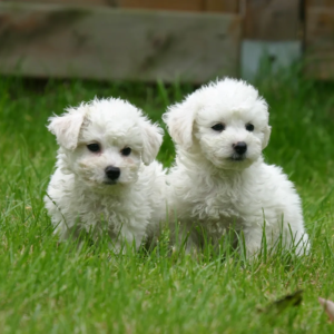 Cachorro Bichon Frisé