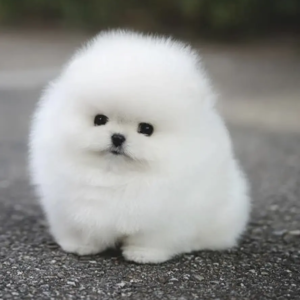Cachorro Pomerânia
