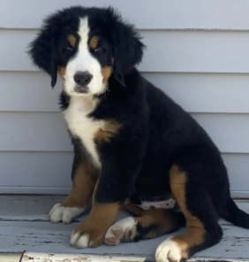 Cachorro Boiadeiro de Berna