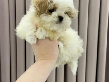 Cachorro Maltipoo
