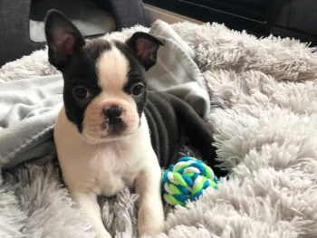 Cachorro Boston Terrier