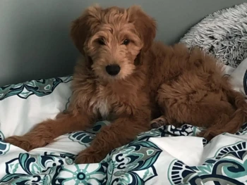 Cachorros Goldendoodle