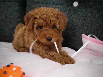 Lila – Miniatura Hembra