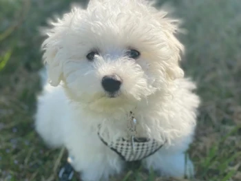 Cachorro Bichon Frise