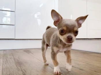 jolla (Pelo corto)- hembra