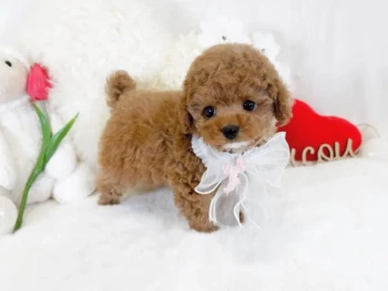 Sonia – TOY Hembra